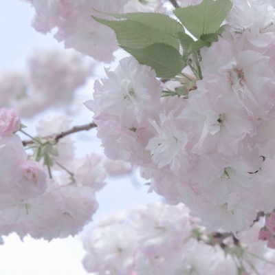 兽设火焰元素融合兽圈社群